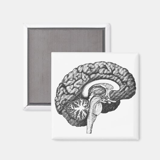  medische anatomie illustratie menselijk brein magneet (Voorkant / Achterkant)
