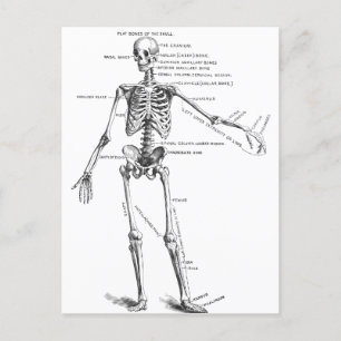  medische anatomie skelet doktersdiagram briefkaart