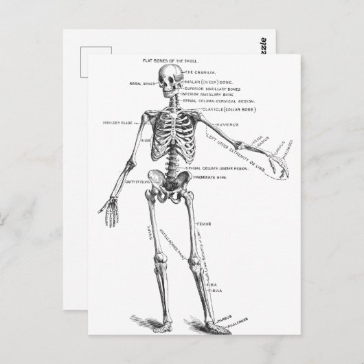  medische anatomie skelet doktersdiagram briefkaart (Voorkant / Achterkant)