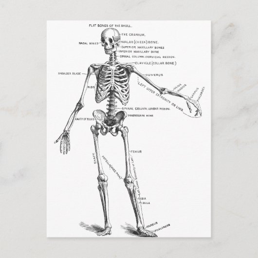 medische anatomie skelet doktersdiagram briefkaart (Voorkant)
