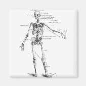  medische anatomie skelet doktersdiagram magneet (Voorkant)