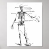 medische anatomie skelet doktersdiagram poster (Voorkant)