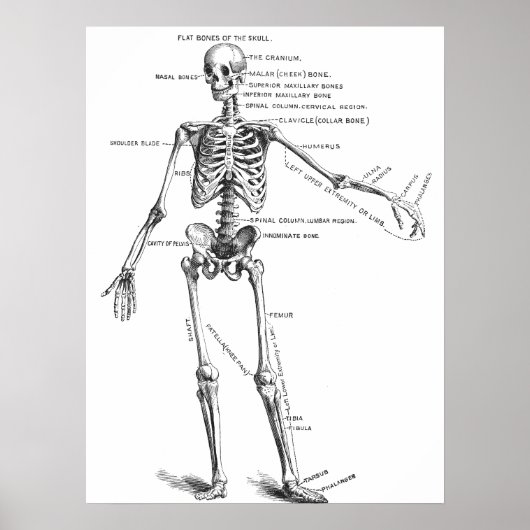  medische anatomie skelet doktersdiagram poster (Voorkant)