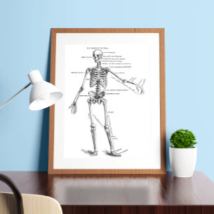  medische anatomie skelet doktersdiagram poster