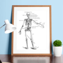  medische anatomie skelet doktersdiagram