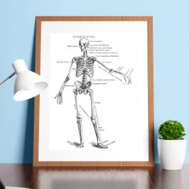  medische anatomie skelet doktersdiagram poster