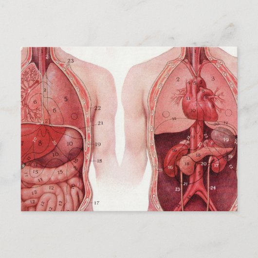  medische illustratie, anatomie briefkaart (Voorkant)
