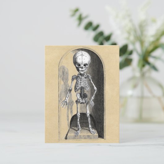 Medische illustratie Bidloo (voorzijde) Briefkaart (Staand voorkant)