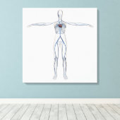 Medische illustratie: Circulatoir Vrouw Systeem 1 Canvas Afdruk (Insitu (Houten vloer))