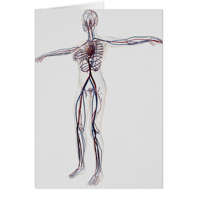 Medische illustratie: Circulatoir Vrouw Systeem 2 (Voorkant)