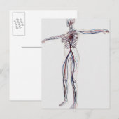 Medische illustratie: Circulatoir Vrouw Systeem 2 Briefkaart (Voorkant / Achterkant)