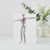 Medische illustratie: Circulatoir Vrouw Systeem 2 Briefkaart (Staand voorkant)