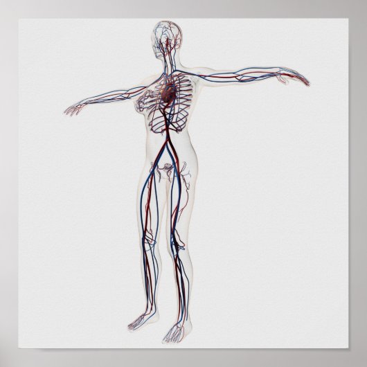 Medische illustratie: Circulatoir Vrouw Systeem 2 Poster (Voorkant)