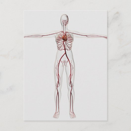 Medische illustratie: Circulatoir Vrouw Systeem 3 Briefkaart (Voorkant)
