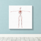 Medische illustratie: Circulatoir Vrouw Systeem 3 Canvas Afdruk (Insitu (Houten vloer))