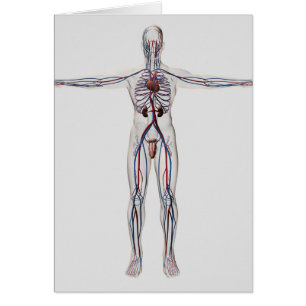 Medische illustratie: Mannelijke voortplanting 1