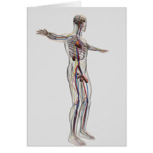 Medische illustratie: Mannelijke voortplantingsins