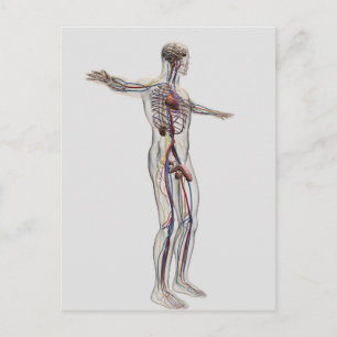 Medische illustratie: Mannelijke voortplantingsins Briefkaart