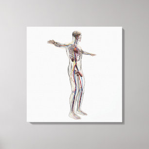 Medische illustratie: Mannelijke voortplantingsins Canvas Afdruk