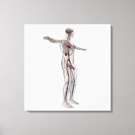 Medische illustratie: Mannelijke voortplantingsins Canvas Afdruk (Voorkant)