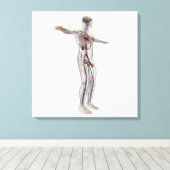 Medische illustratie: Mannelijke voortplantingsins Canvas Afdruk (Insitu (Houten vloer))