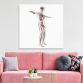 Medische illustratie: Mannelijke voortplantingsins Canvas Afdruk (Insitu (Woonkamer))