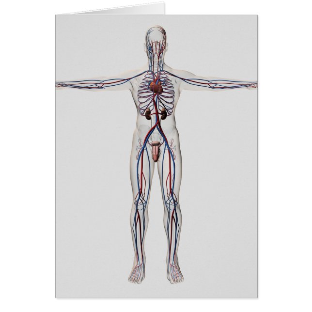 Medische illustratie: Mannelijke voortplantingssys (Voorkant)