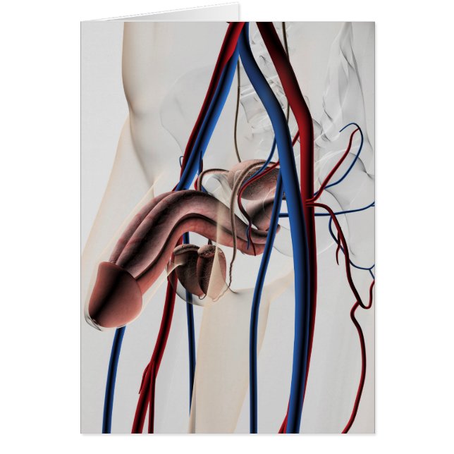 Medische illustratie: Mannelijke voortplantingssys (Voorkant)