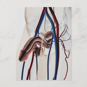 Medische illustratie: Mannelijke voortplantingssys Briefkaart