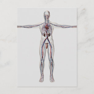 Medische illustratie: Mannelijke voortplantingssys Briefkaart