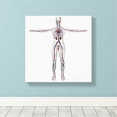 Medische illustratie: Mannelijke voortplantingssys Canvas Afdruk (Insitu (Houten vloer))