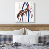 Medische illustratie: Mannelijke voortplantingssys Canvas Afdruk (Insitu (Slaapkamer))