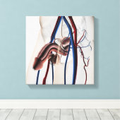 Medische illustratie: Mannelijke voortplantingssys Canvas Afdruk (Insitu (Houten vloer))