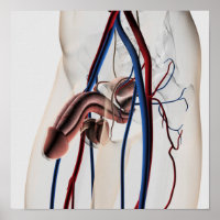 Medische illustratie: Mannelijke voortplantingssys