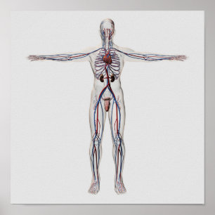 Medische illustratie: Mannelijke voortplantingssys Poster