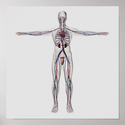 Medische illustratie: Mannelijke voortplantingssys Poster (Voorkant)