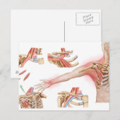 Medische illustratie met informatie over de thorac briefkaart (Voorkant / Achterkant)