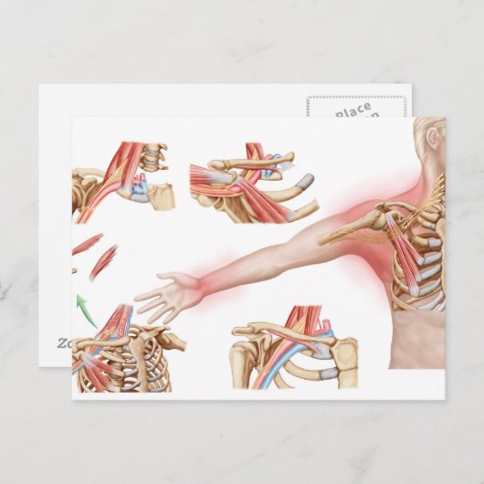 Medische illustratie met informatie over de thorac briefkaart (Voorkant / Achterkant)