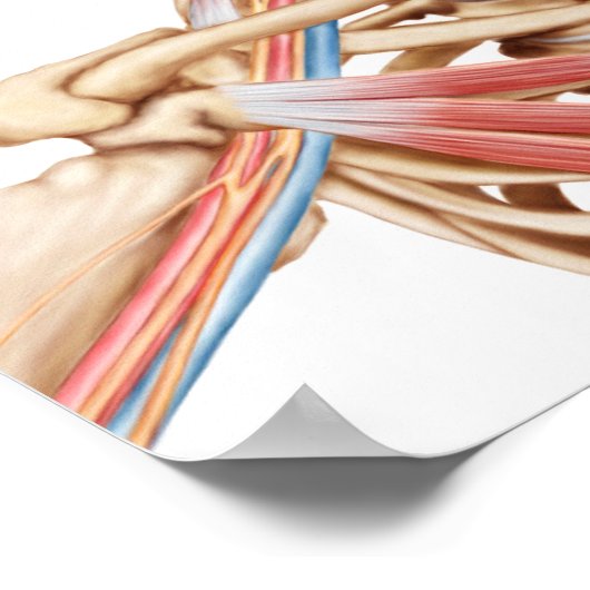 Medische illustratie met informatie over de thorac poster (Hoek)