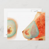 Medische illustratie van de borst van het Vrouw Briefkaart (Voorkant / Achterkant)