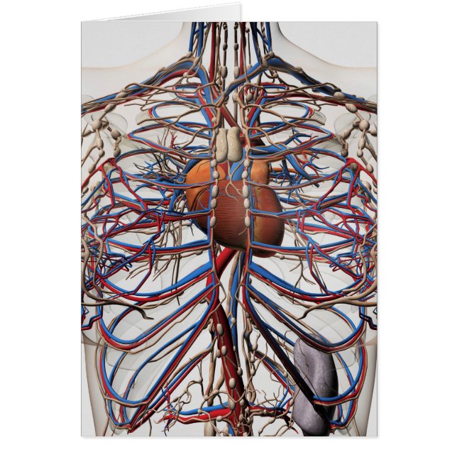Medische illustratie van de borstslagaders van het (Voorkant)