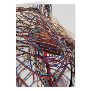 Medische illustratie van de borstslagaders van het