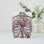 Medische illustratie van de borstslagaders van het briefkaart (Staand voorkant)