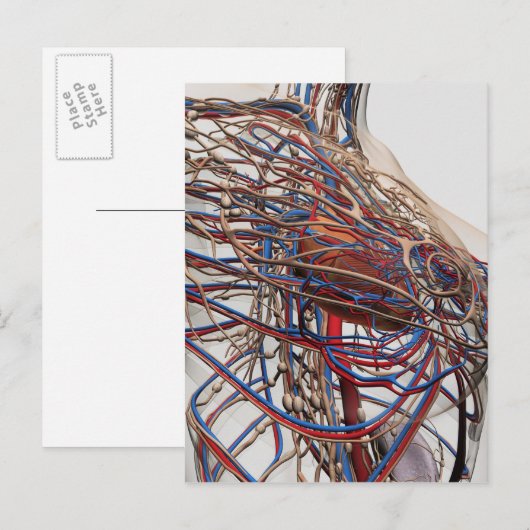 Medische illustratie van de borstslagaders van het briefkaart (Voorkant / Achterkant)
