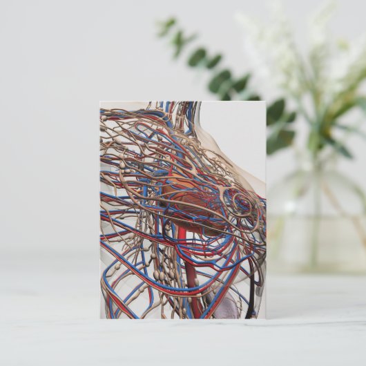 Medische illustratie van de borstslagaders van het briefkaart (Staand voorkant)