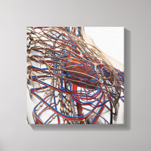 Medische illustratie van de borstslagaders van het canvas afdruk