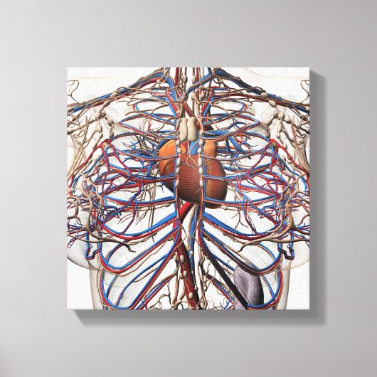 Medische illustratie van de borstslagaders van het canvas afdruk (Voorkant)