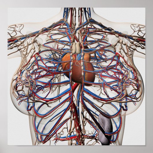 Medische illustratie van de borstslagaders van het poster (Voorkant)