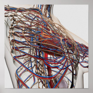 Medische illustratie van de borstslagaders van het poster