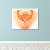 Medische illustratie van de geslachtsorganen van d canvas afdruk (Insitu (Houten vloer))